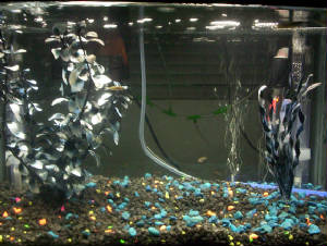 Second 10 Gallon