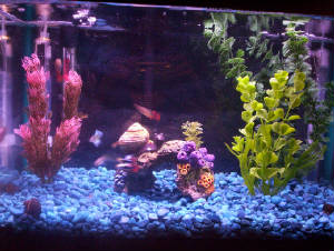 fish0127.jpg
